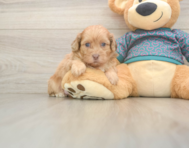 5 week old Shih Poo Puppy For Sale - Windy City Pups