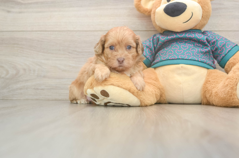 6 week old Shih Poo Puppy For Sale - Windy City Pups