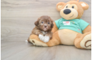 Fluffy Shih Poo Poodle Mix Pup