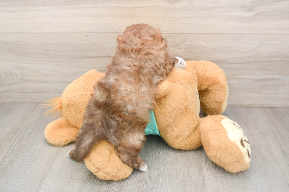Smart Shih Poo Poodle Mix Pup