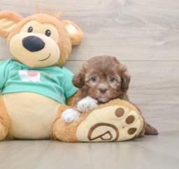 9 week old Shih Poo Puppy For Sale - Windy City Pups