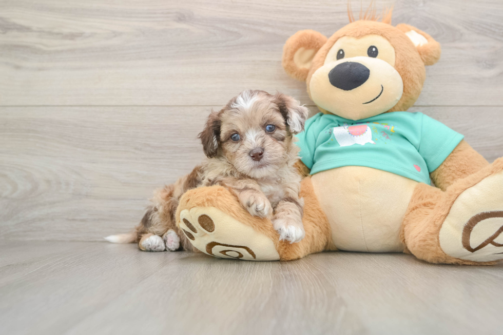 Shih Poo Puppy for Adoption