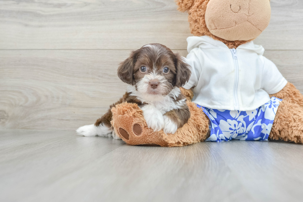 Shih Poo Puppy for Adoption