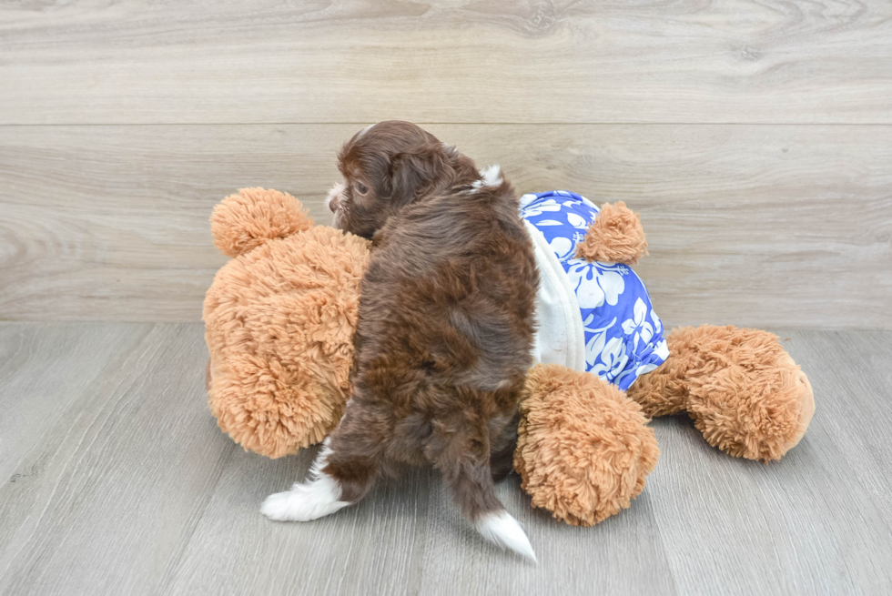 Funny Shih Poo Poodle Mix Pup