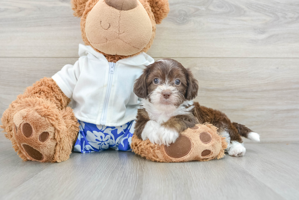 Energetic Shihpoo Poodle Mix Puppy