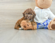 6 week old Shih Poo Puppy For Sale - Windy City Pups