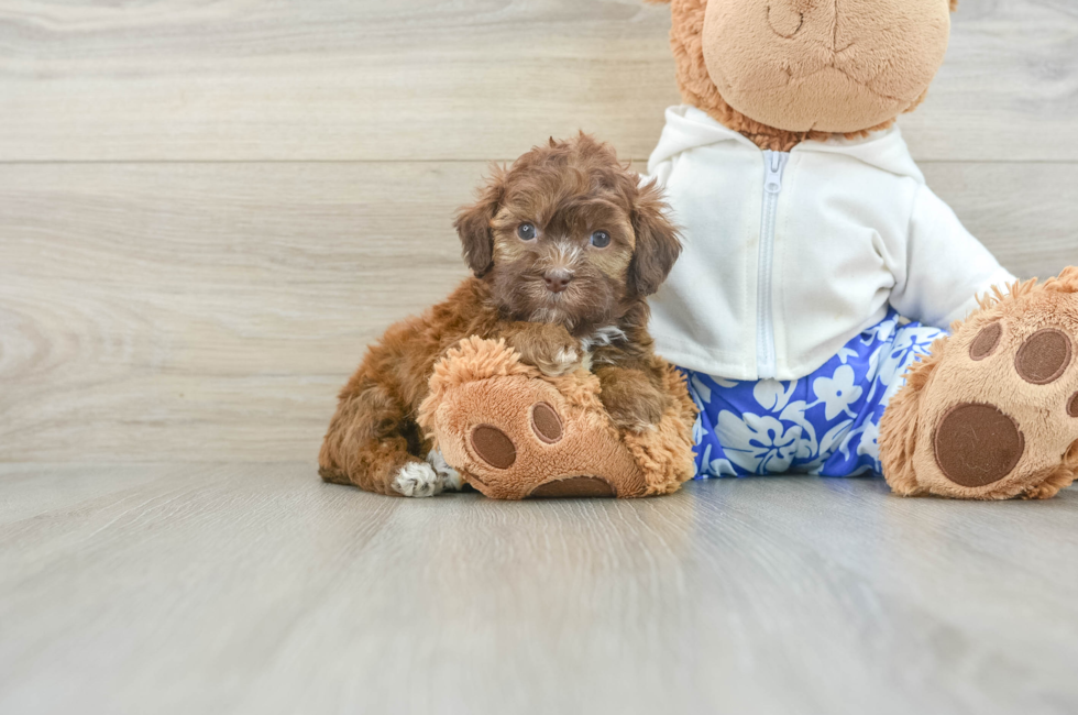 6 week old Shih Poo Puppy For Sale - Windy City Pups