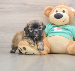 5 week old Shih Tzu Puppy For Sale - Windy City Pups