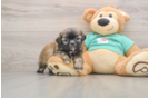 Best Shih Tzu Baby