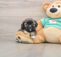5 week old Shih Tzu Puppy For Sale - Windy City Pups