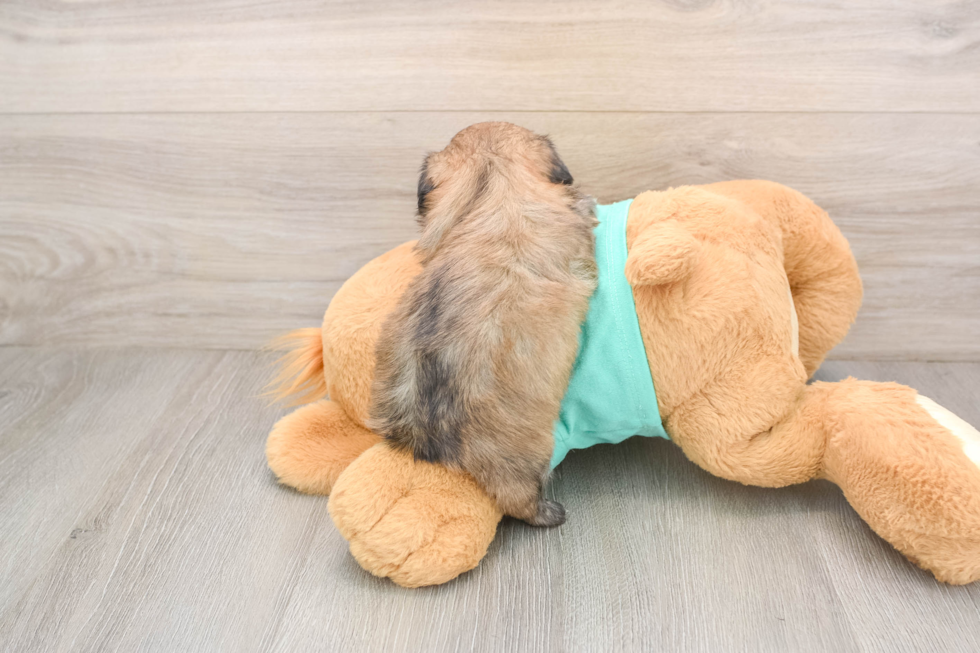 Cute Shitzu Purebred Puppy