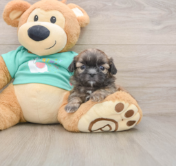 5 week old Shih Tzu Puppy For Sale - Windy City Pups