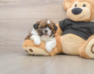 5 week old Shih Tzu Puppy For Sale - Windy City Pups