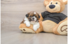 Little Shih Tzu Purebred Pup
