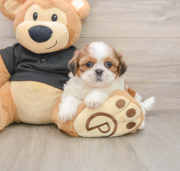 5 week old Shih Tzu Puppy For Sale - Windy City Pups