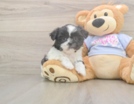 5 week old Shih Tzu Puppy For Sale - Windy City Pups