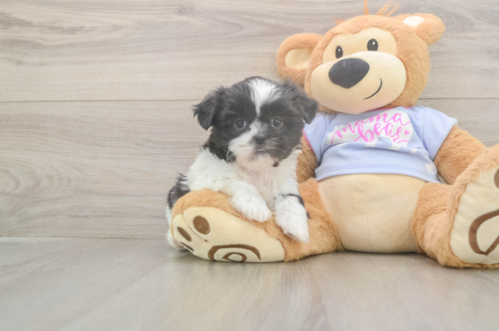 6 week old Shih Tzu Puppy For Sale - Windy City Pups
