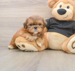 5 week old Shih Tzu Puppy For Sale - Windy City Pups