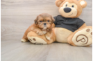 Little Shih Tzu Purebred Pup