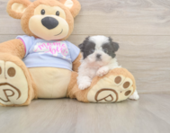 5 week old Shih Tzu Puppy For Sale - Windy City Pups