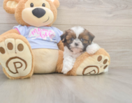 5 week old Shih Tzu Puppy For Sale - Windy City Pups