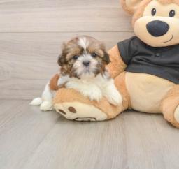 5 week old Shih Tzu Puppy For Sale - Windy City Pups