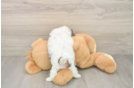 Akc Registered Shih Tzu Baby