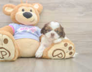 6 week old Shih Tzu Puppy For Sale - Windy City Pups