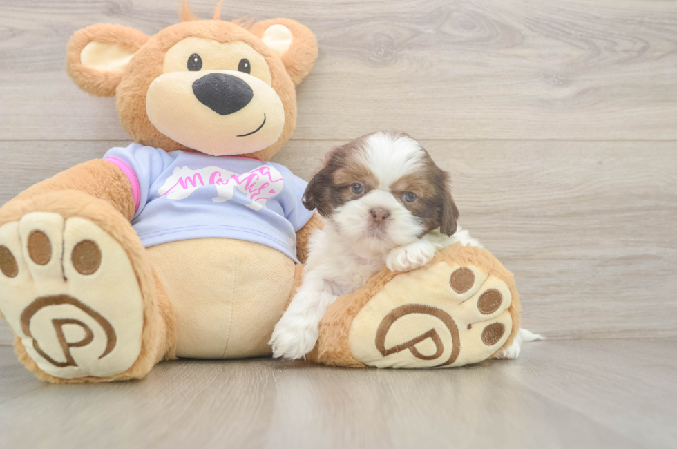 5 week old Shih Tzu Puppy For Sale - Windy City Pups