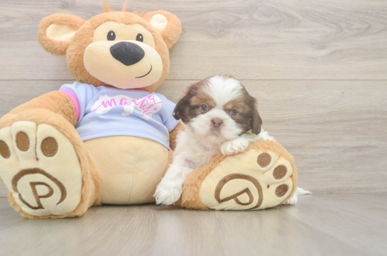 Shih Tzu Pup Being Cute