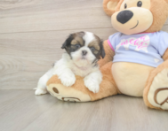 5 week old Shih Tzu Puppy For Sale - Windy City Pups