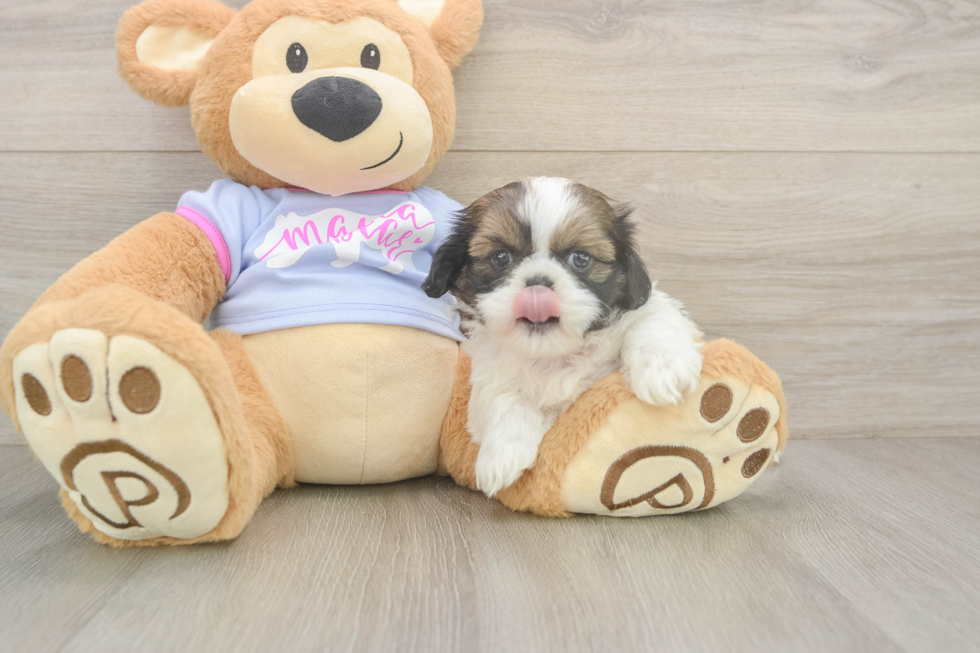Small Shih Tzu Baby