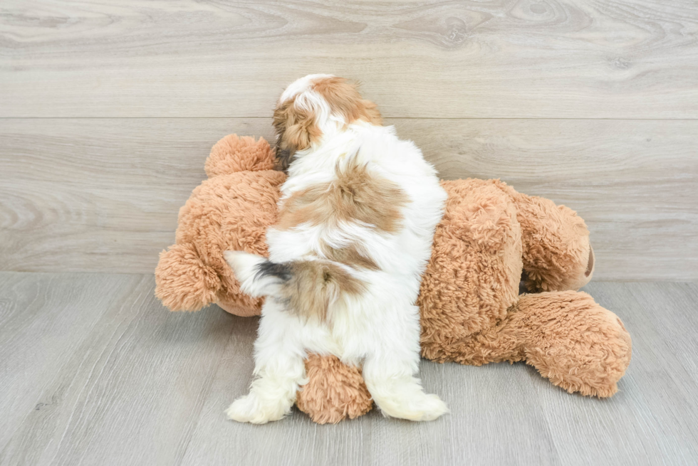 Shih Tzu Pup Being Cute