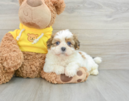 6 week old Shih Tzu Puppy For Sale - Windy City Pups
