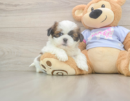 5 week old Shih Tzu Puppy For Sale - Windy City Pups