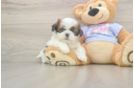 Best Shih Tzu Baby