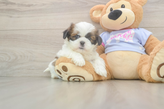 Best Shih Tzu Baby