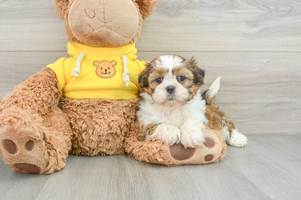 6 week old Shih Tzu Puppy For Sale - Windy City Pups