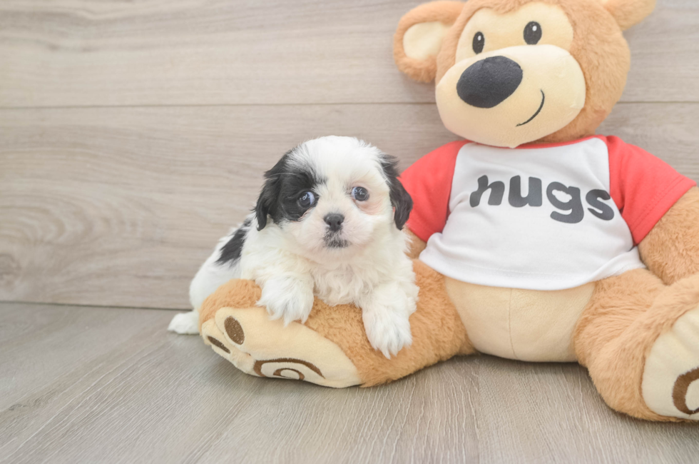 5 week old Shih Tzu Puppy For Sale - Windy City Pups