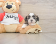 5 week old Shih Tzu Puppy For Sale - Windy City Pups