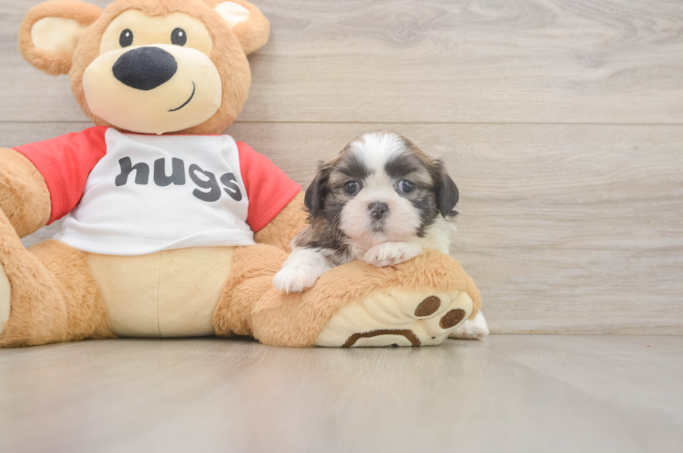 5 week old Shih Tzu Puppy For Sale - Windy City Pups