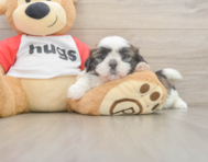5 week old Shih Tzu Puppy For Sale - Windy City Pups