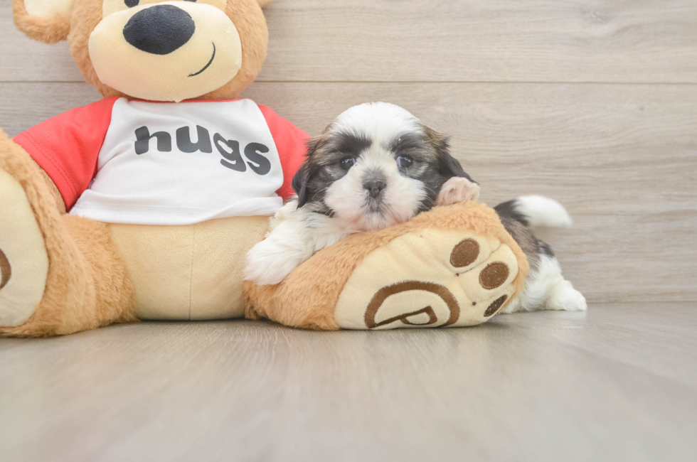 5 week old Shih Tzu Puppy For Sale - Windy City Pups