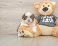 5 week old Shih Tzu Puppy For Sale - Windy City Pups