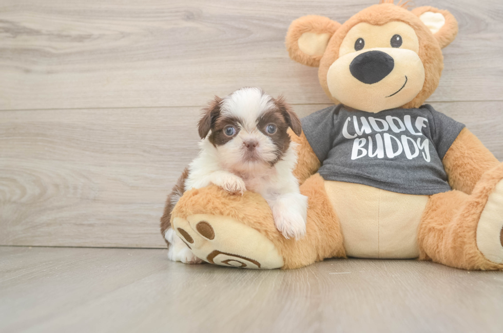 5 week old Shih Tzu Puppy For Sale - Windy City Pups