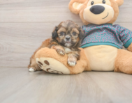 5 week old Shih Tzu Puppy For Sale - Windy City Pups
