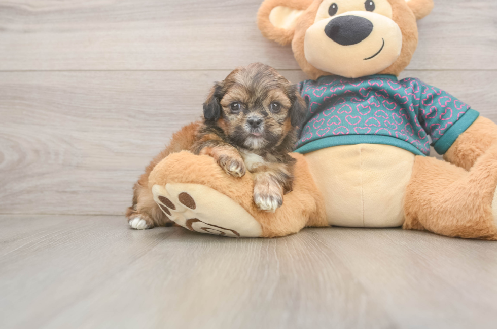 5 week old Shih Tzu Puppy For Sale - Windy City Pups