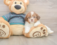 5 week old Shih Tzu Puppy For Sale - Windy City Pups