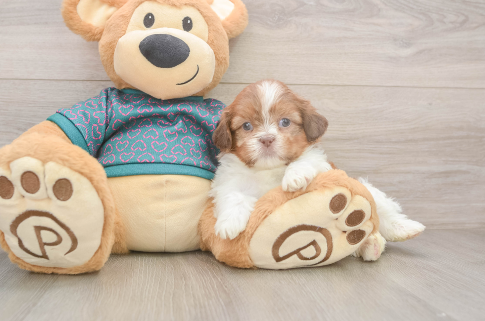 5 week old Shih Tzu Puppy For Sale - Windy City Pups