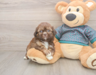 5 week old Shih Tzu Puppy For Sale - Windy City Pups